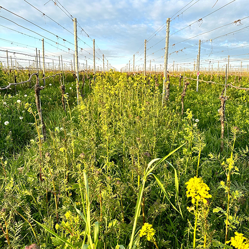 Weinbergsbegrünung