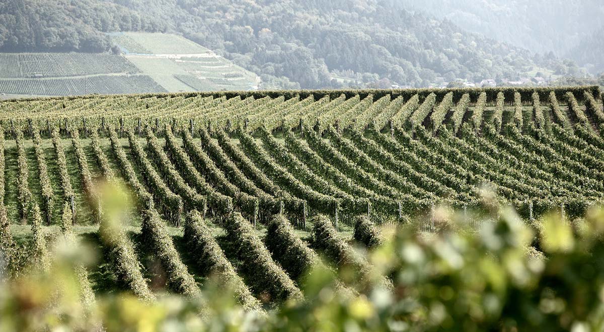 Weinberge Markgräflerland