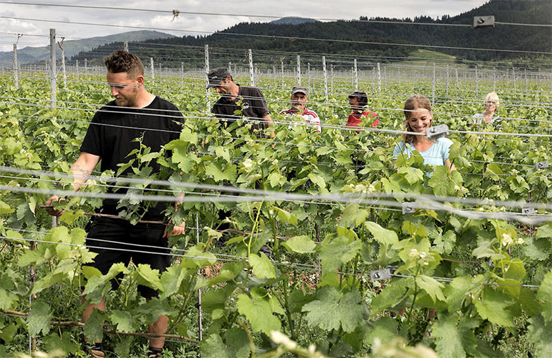 Weinberg-Pflege im Team