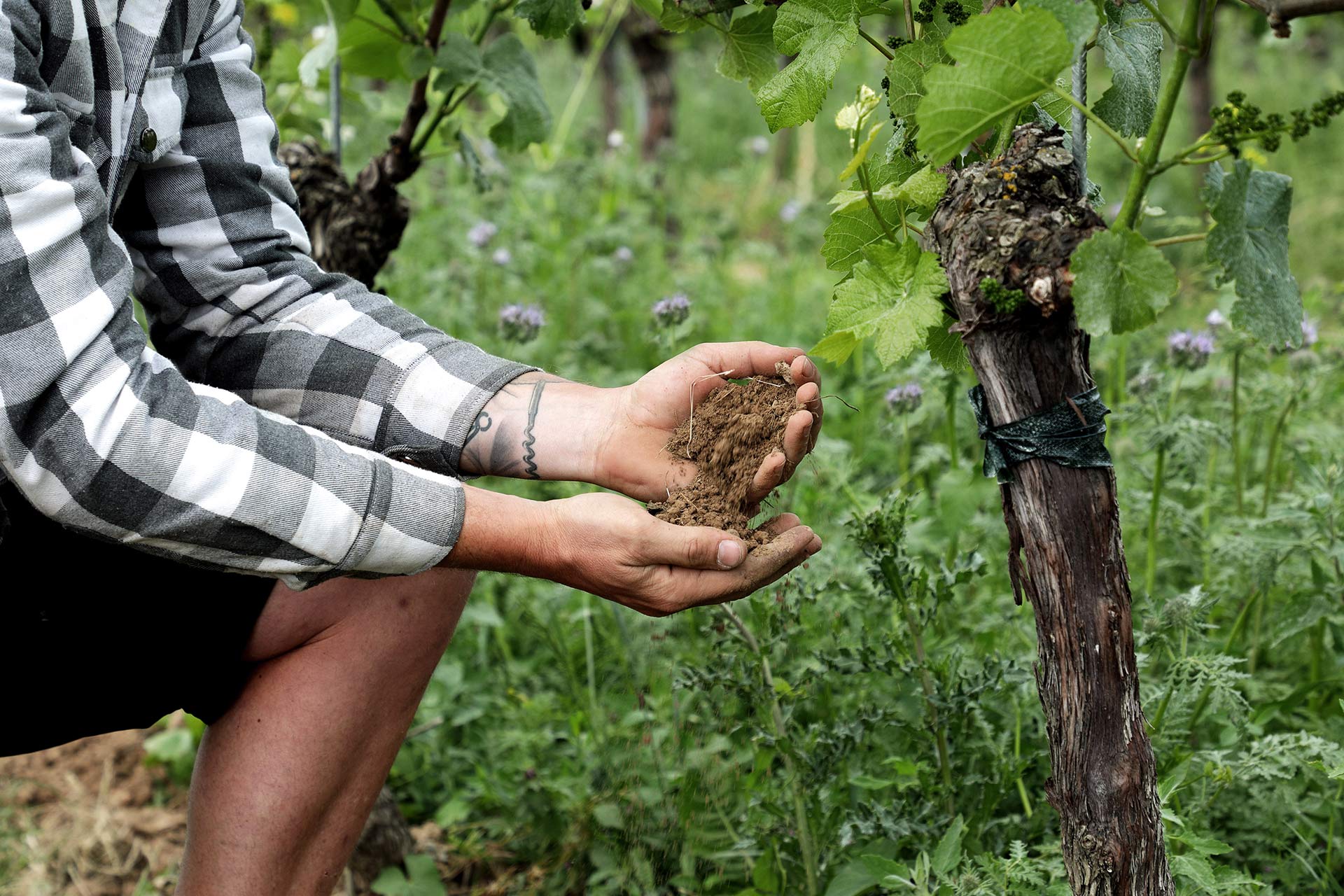 Boden im Weinberg wird geprüft