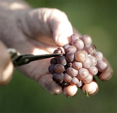 Weinlese Handarbeit