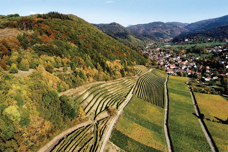 Landschaftsbild mit Weinbergen